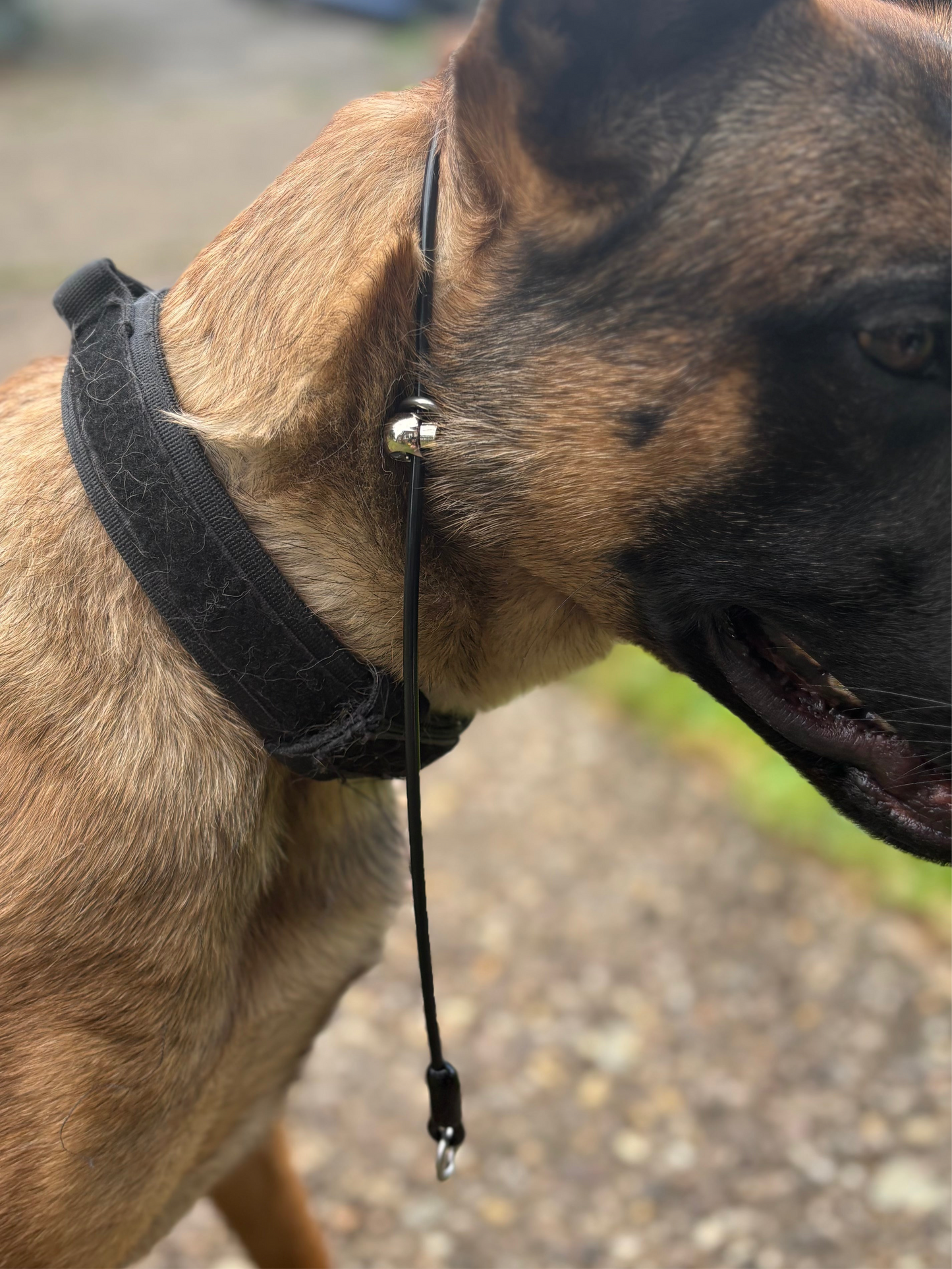 4mm Grot - Training collar