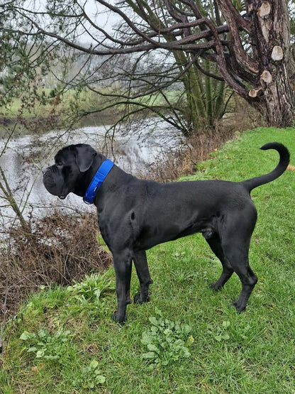 RogueK9 x Winston Tactical Collars