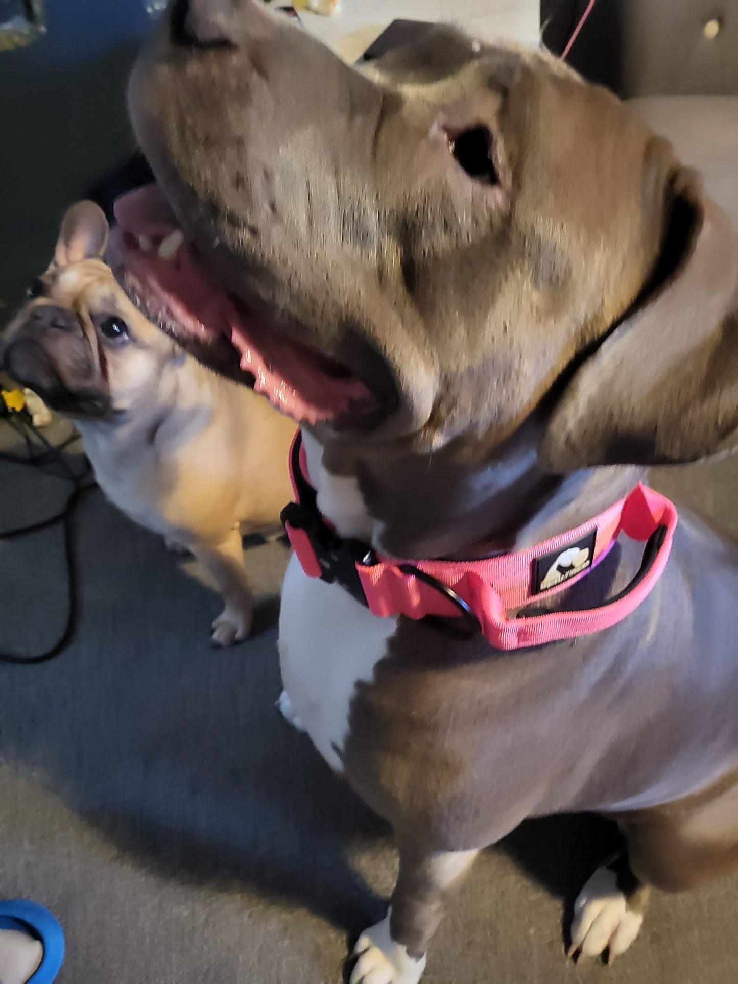 RogueK9 x Winston Tactical Collars