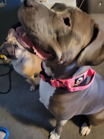 RogueK9 x Winston Tactical Collars