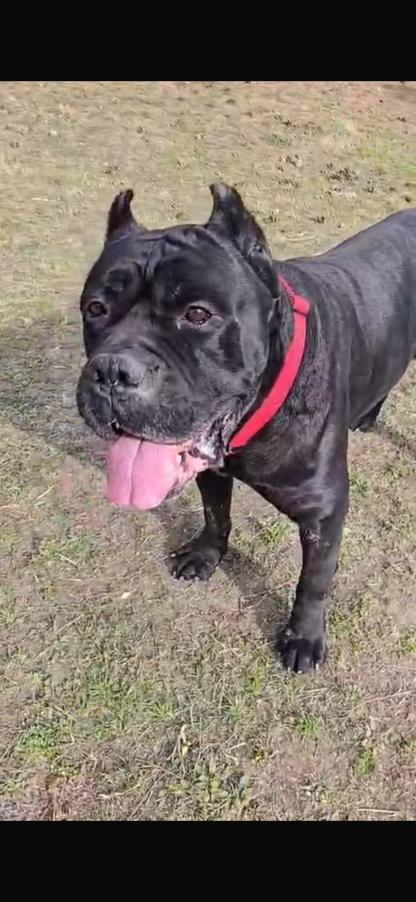 RogueK9 x Winston Tactical Collars