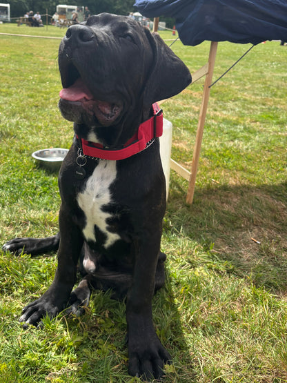 RogueK9 x Winston Tactical Collars