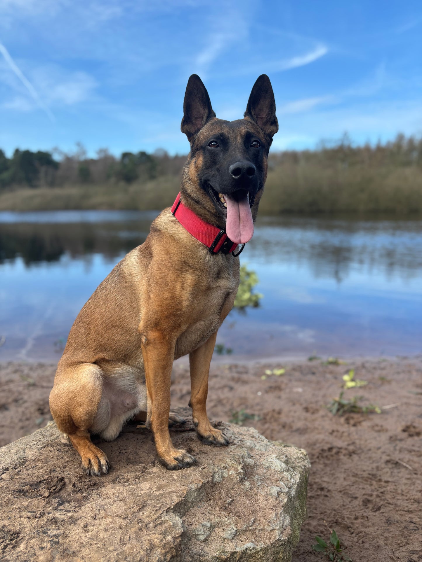 RogueK9 x Winston Tactical Collars
