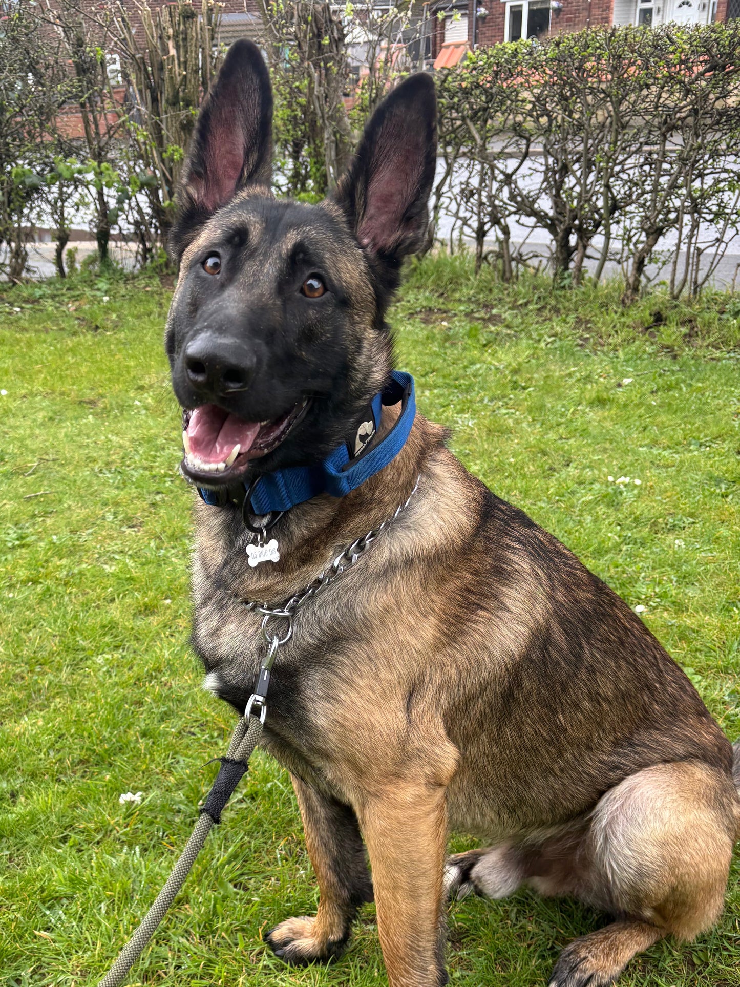 RogueK9 x Winston Tactical Collars