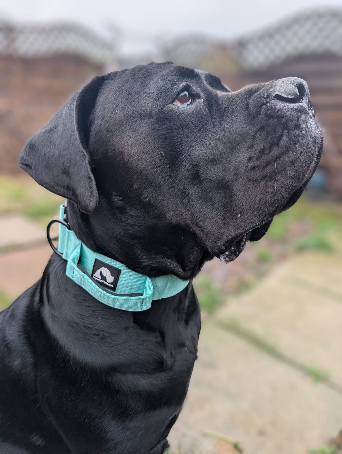 RogueK9 x Winston Tactical Collars